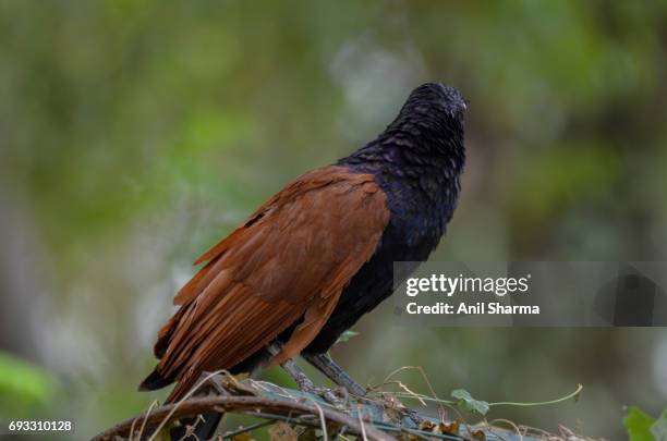 crow-pheasant centropus sinensis (stephens) - crow eggs stock pictures, royalty-free photos & images