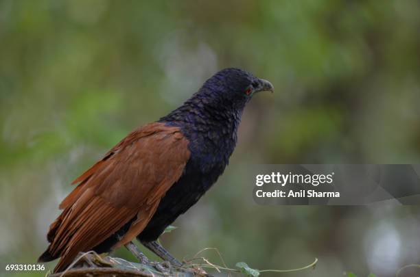 crow-pheasant centropus sinensis (stephens) - crow pheasant stock pictures, royalty-free photos & images