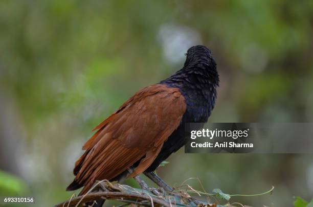 crow-pheasant centropus sinensis (stephens) - crow pheasant stock pictures, royalty-free photos & images