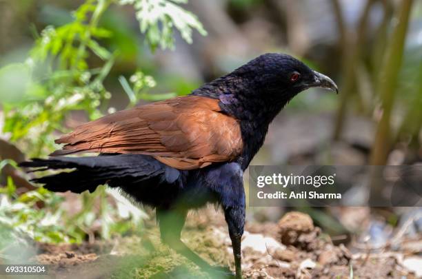 crow-pheasant centropus sinensis (stephens) - crow eggs stock pictures, royalty-free photos & images