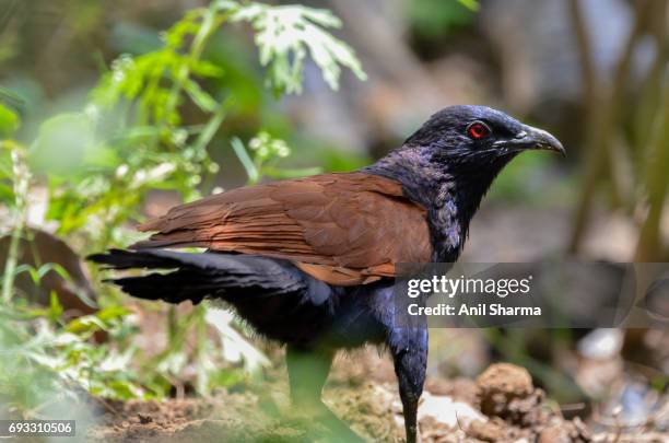 crow-pheasant centropus sinensis (stephens) - crow pheasant stock pictures, royalty-free photos & images