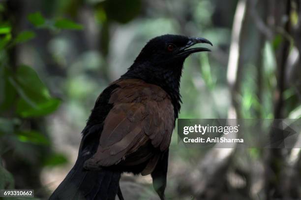 crow-pheasant centropus sinensis (stephens) - crow pheasant stock pictures, royalty-free photos & images