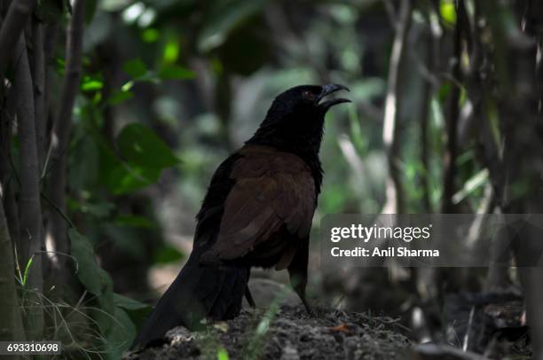crow-pheasant centropus sinensis (stephens) - crow eggs stock pictures, royalty-free photos & images