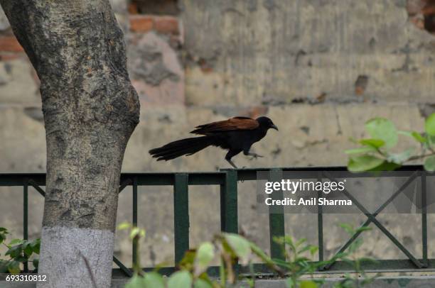 crow-pheasant centropus sinensis (stephens) - crow pheasant stock pictures, royalty-free photos & images