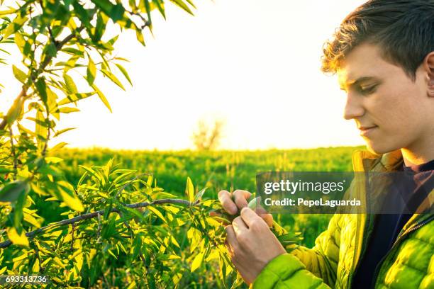 young farmer checking new almonds - almond stock pictures, royalty-free photos & images