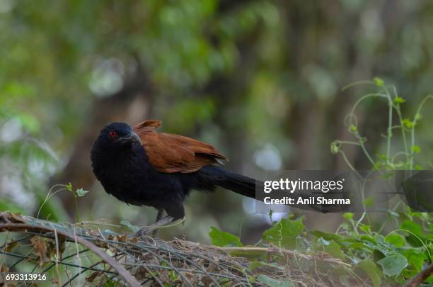 crow-pheasant centropus sinensis (stephens) - crow pheasant stock pictures, royalty-free photos & images