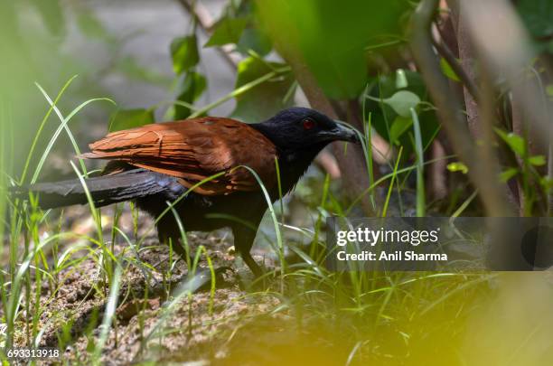 crow-pheasant centropus sinensis (stephens) - crow eggs stock pictures, royalty-free photos & images