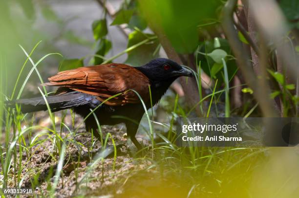 crow-pheasant centropus sinensis (stephens) - crow pheasant stock pictures, royalty-free photos & images