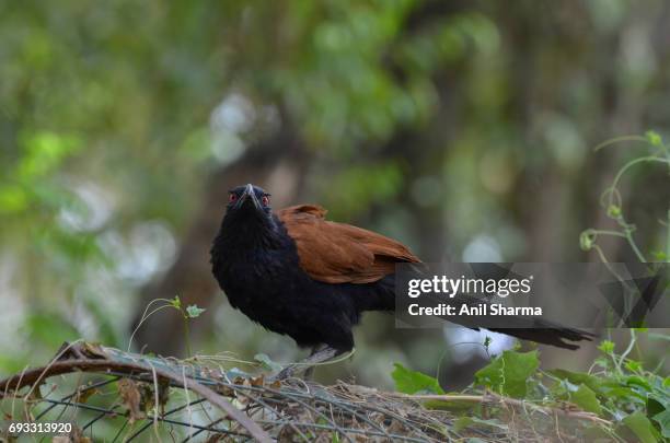 crow-pheasant centropus sinensis (stephens) - crow eggs stock pictures, royalty-free photos & images