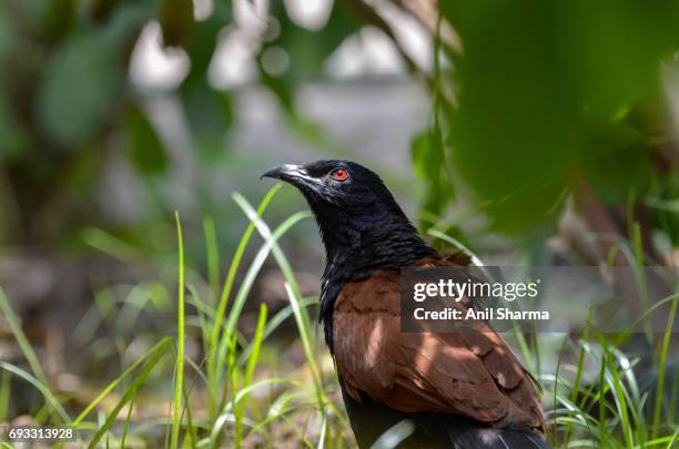 crow-pheasant centropus sinensis (stephens) - crow eggs stock pictures, royalty-free photos & images