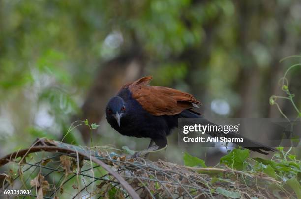 crow-pheasant centropus sinensis (stephens) - crow eggs stock pictures, royalty-free photos & images