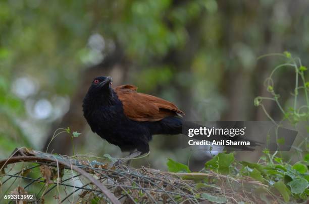 crow-pheasant centropus sinensis (stephens) - crow eggs stock pictures, royalty-free photos & images