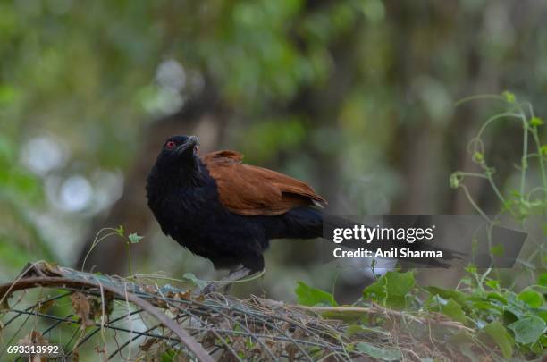 crow-pheasant centropus sinensis (stephens) - crow pheasant stock pictures, royalty-free photos & images