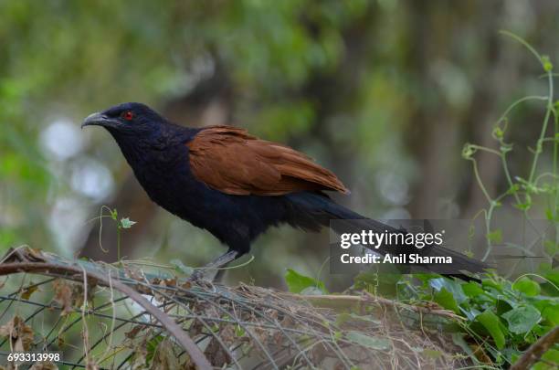 crow-pheasant centropus sinensis (stephens) - crow eggs stock pictures, royalty-free photos & images