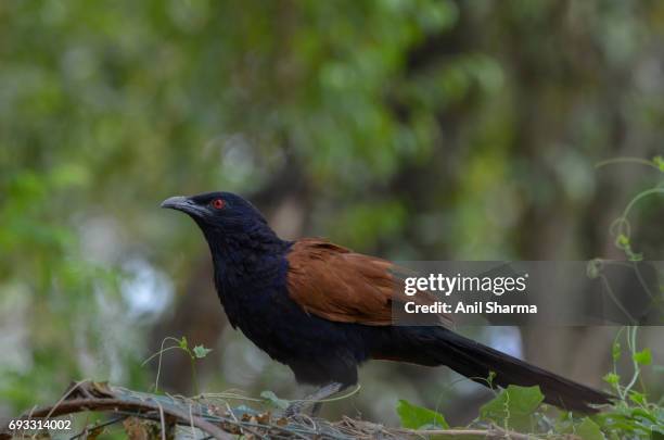 crow-pheasant centropus sinensis (stephens) - crow pheasant stock pictures, royalty-free photos & images