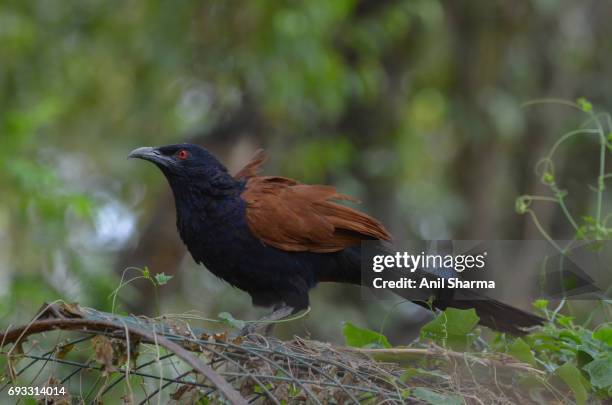 crow-pheasant centropus sinensis (stephens) - crow eggs stock pictures, royalty-free photos & images