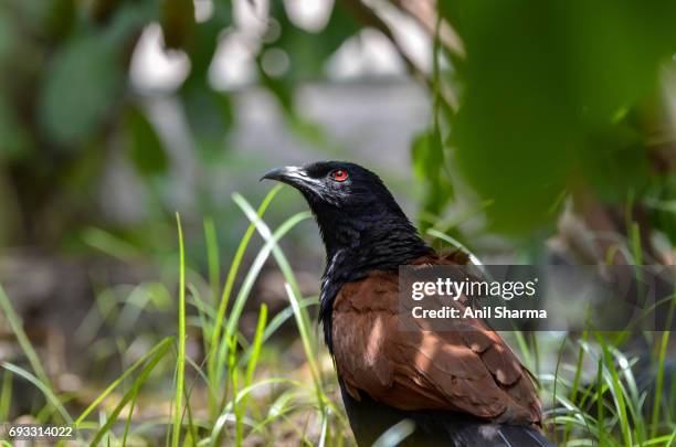 crow-pheasant centropus sinensis (stephens) - crow eggs stock pictures, royalty-free photos & images