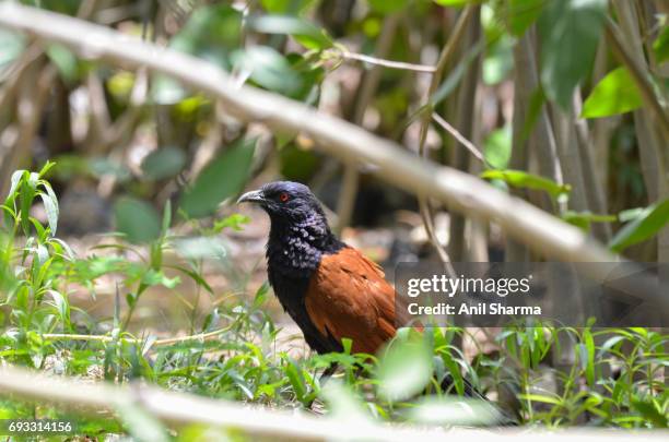 crow-pheasant centropus sinensis (stephens) - crow eggs stock pictures, royalty-free photos & images