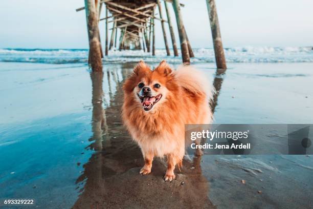 pomeranian dog on beach - atlantic beach north carolina fotografías e imágenes de stock