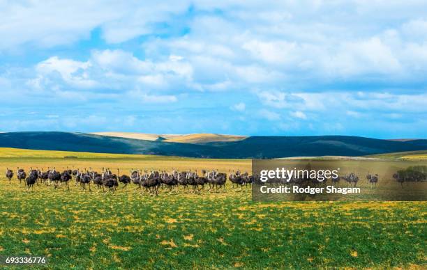 a flock of ostriches in a line - the karoo stock-fotos und bilder