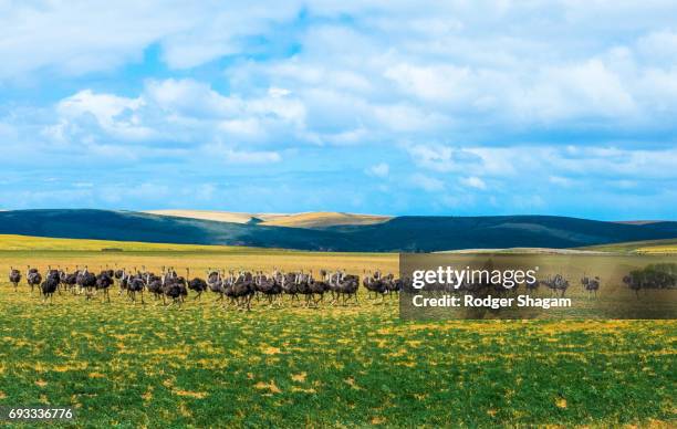 a flock of ostriches in a line - the karoo stockfoto's en -beelden