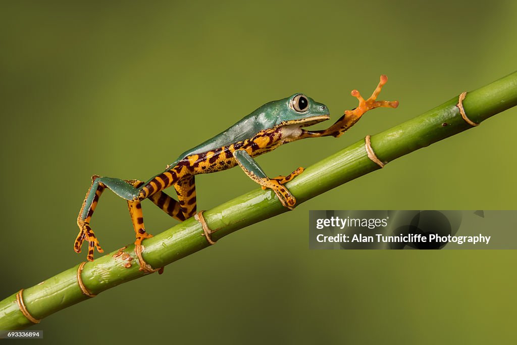 Tree frog