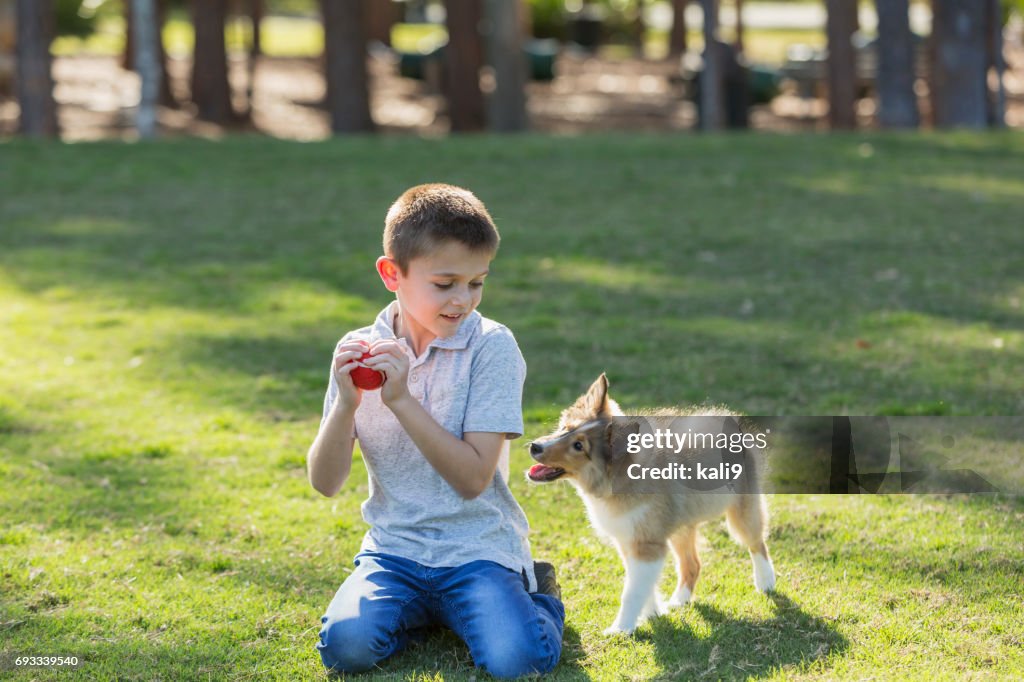 Niño tocando fetch con cachorros de sheltie en Parque