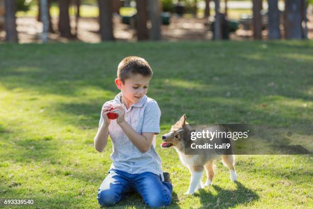 jongen spelen fetch met sheltie puppy in park - apporteren stockfoto's en -beelden