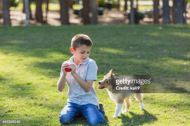 boy playing fetch with sheltie puppy in park - shetland sheepdog stock pictures, royalty-free photos & images