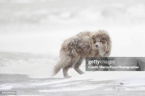 canadian eskimo dog - soltanto un animale 個照片及圖片檔