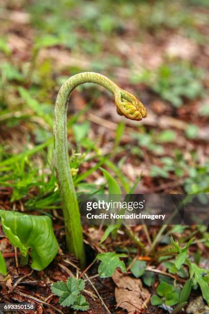 fiddlehead fern frond emerging from forest floor - togakushi stock pictures, royalty-free photos & images