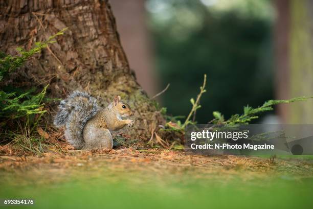 Grey squirrel at a park in Cheltenham, England, taken on September 15, 2016.