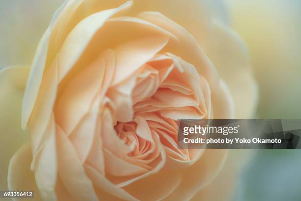 cream‐colored rose - ニコン 個照片及圖片檔