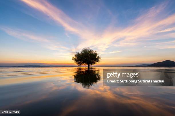 water and tree sunset in sea - lac reflection lake photos et images de collection