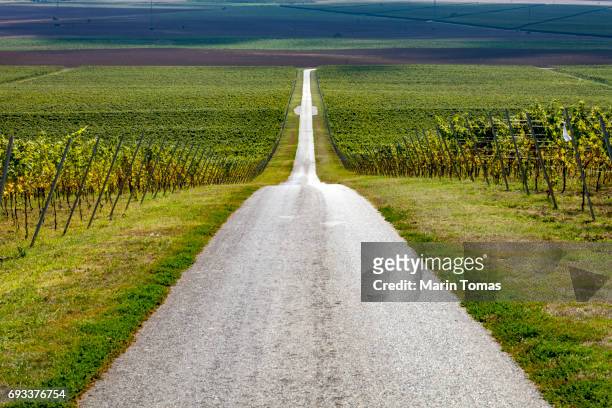 road trought the vineayrd - slavonia stock pictures, royalty-free photos & images