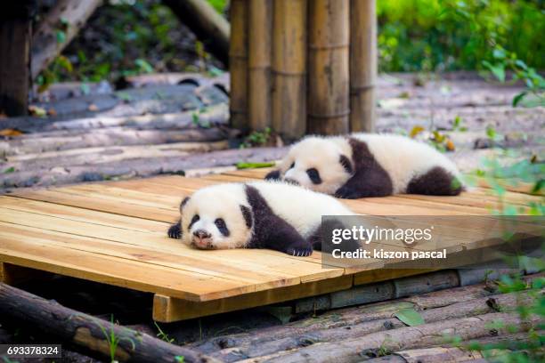 cute baby panda - panda mamífero de quatro patas - fotografias e filmes do acervo