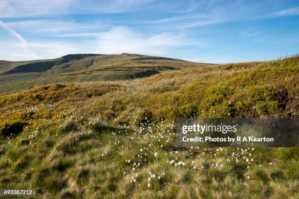 cotton grass on shelf moor, bleaklow, high peak, derbyshire - grasland stock-fotos und bilder