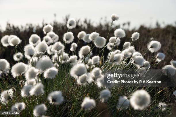 clump of flowering cotton grass (eriophorum vaginatum) - wollgras stock-fotos und bilder