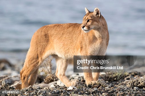 Puma Puma