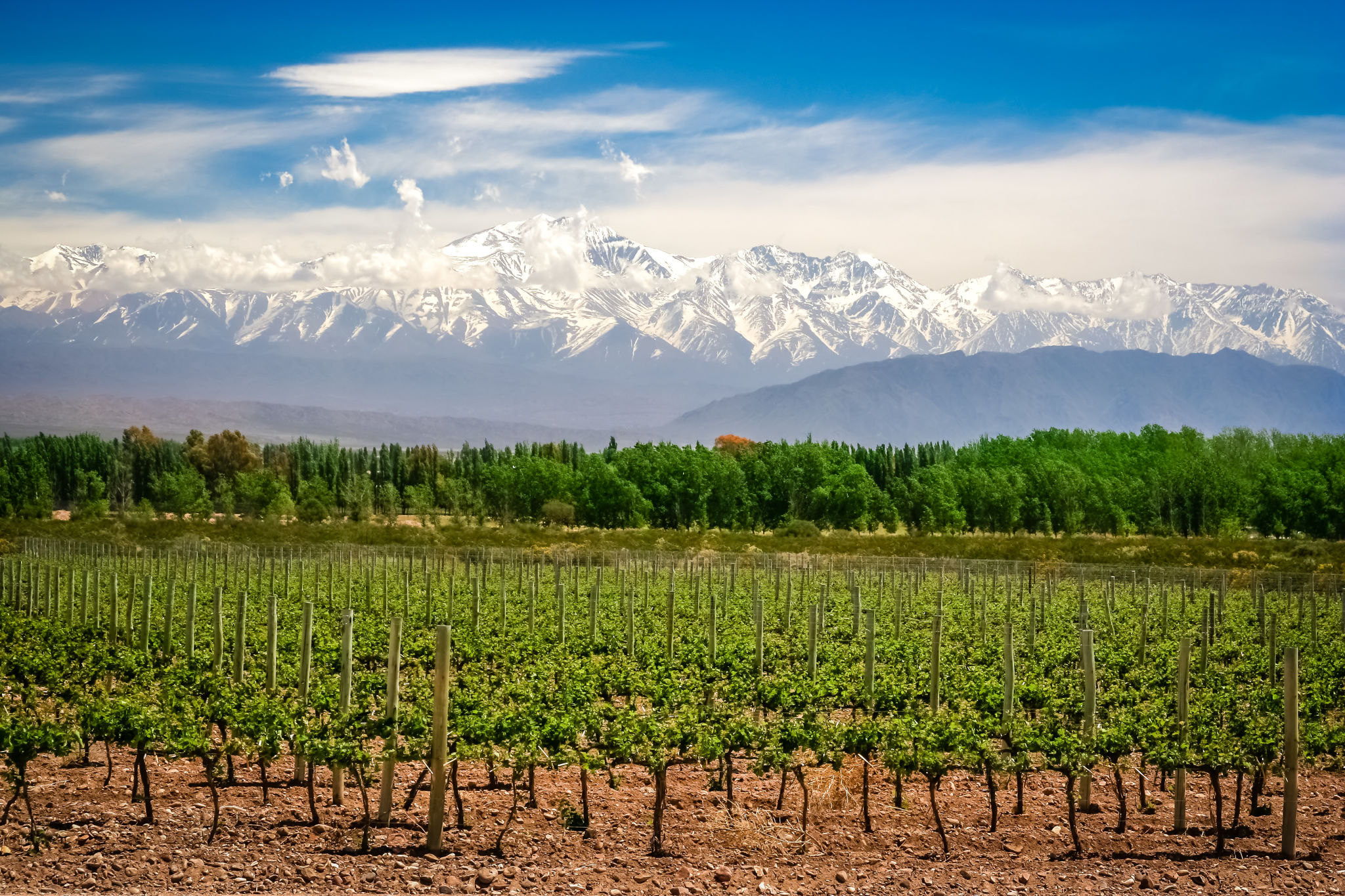 Viñedo cerca de Mendoza Viñedo cerca de Mendoza