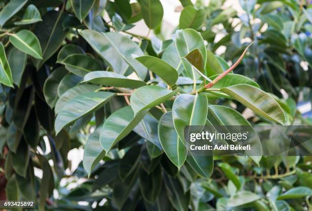 rubber fig - rubber tree stock pictures, royalty-free photos & images