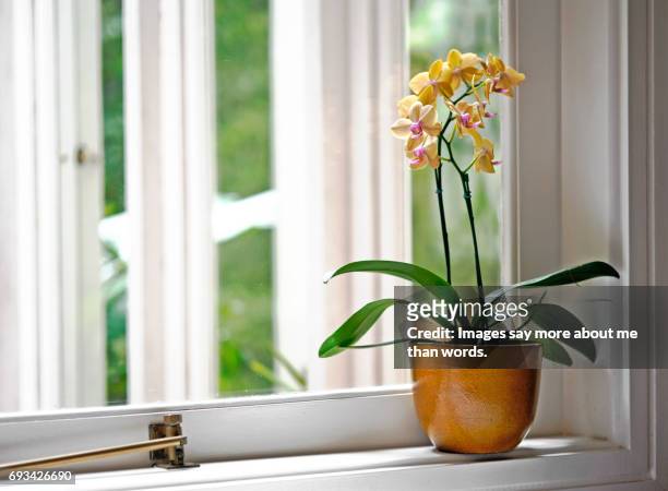 yellow orchid in a yellow vase by the window - orchid fotografías e imágenes de stock