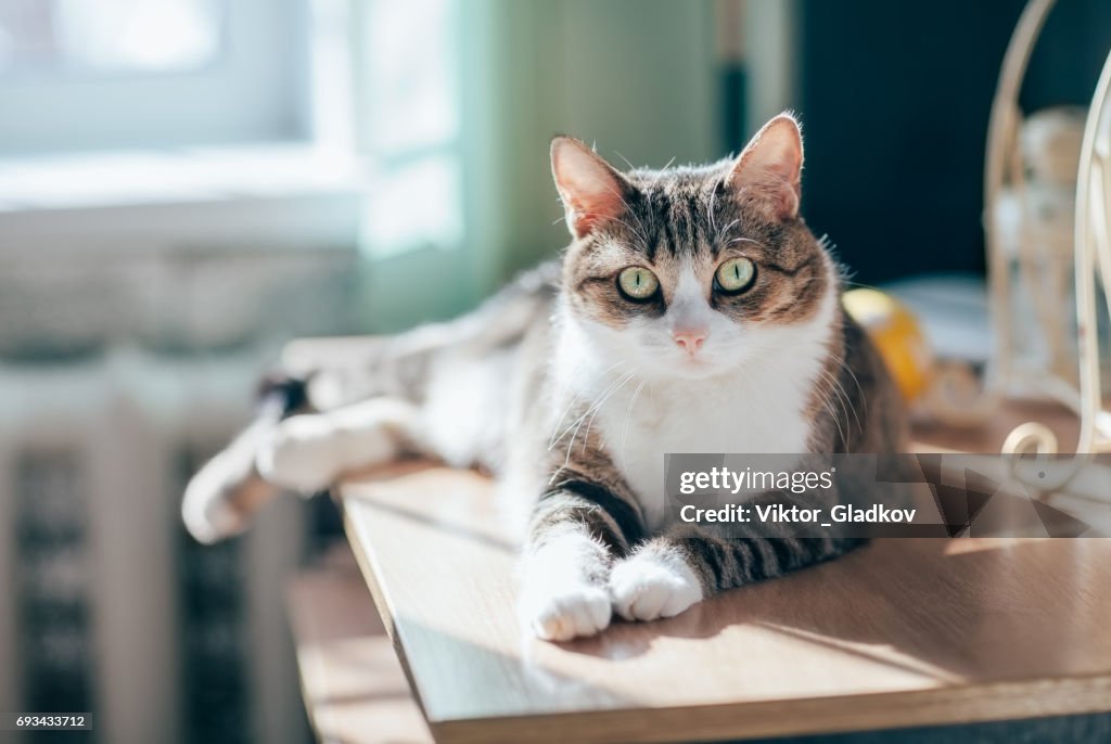 Portrait of beautiful tabby cat in sun rays