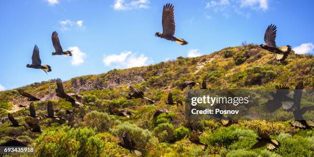 black cockatoos - margaret river australia stock pictures, royalty-free photos & images