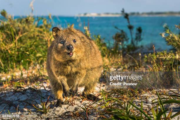happy quokka - rottnest island stock pictures, royalty-free photos & images