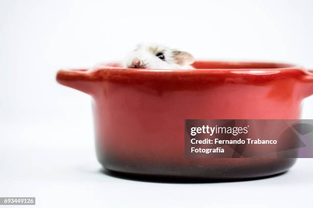 rat or hamster inside a pan with food - rat trap cheese stock pictures, royalty-free photos & images