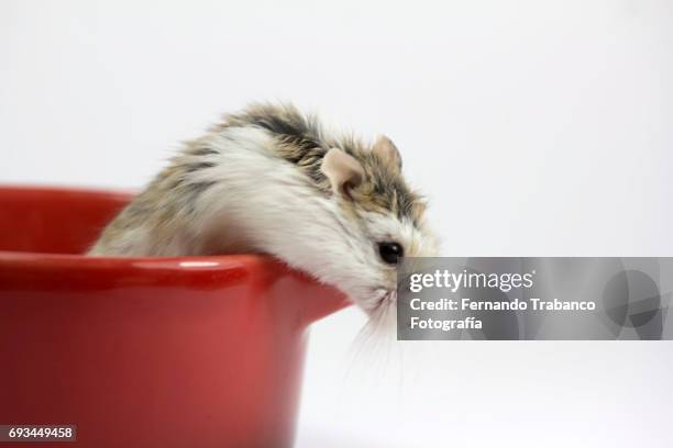 rat or hamster inside a pan with food - rat escaping stock pictures, royalty-free photos & images