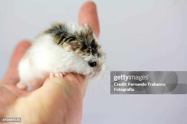 rat or hamster in owner's hand - rat escaping stock pictures, royalty-free photos & images