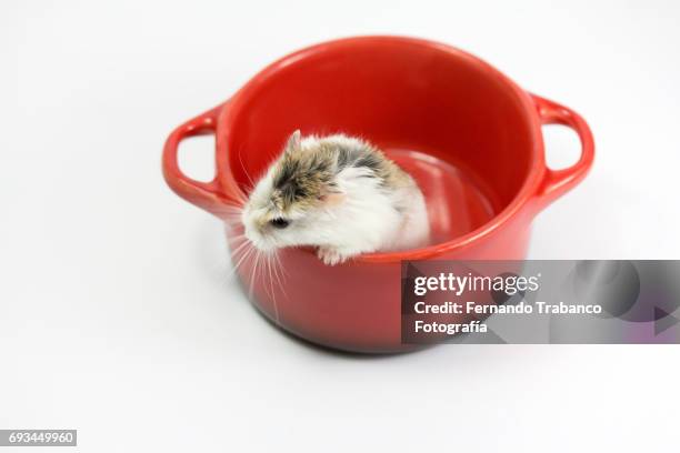 rat or hamster inside a pan with food - rat escaping stock pictures, royalty-free photos & images