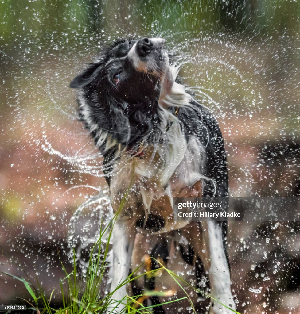 Border Collie shaking off water